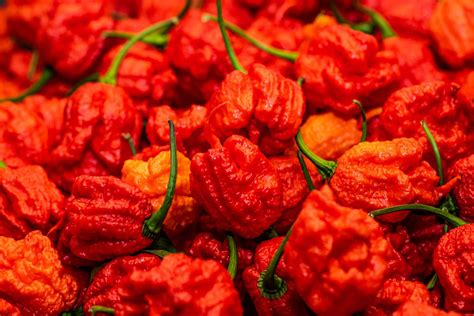 How To Eat The Carolina Reaper - Recipes.net