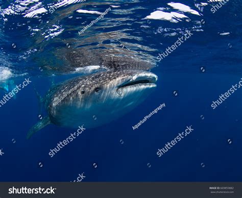 Whale Shark Migration Off Isla Mujeres Stock Photo 669859882 | Shutterstock