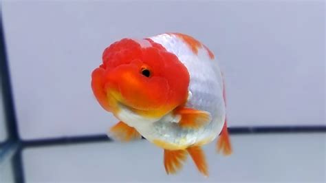 ikan mas koki ranchu hybrid red head red tail - YouTube