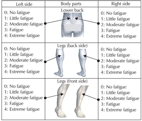 Questions on levels of fatigue in the lower back, posterior legs, and... | Download Scientific ...