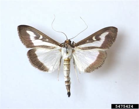 Homeowners Needed in Eradication Efforts of Box Tree Moth | N.C. Cooperative Extension