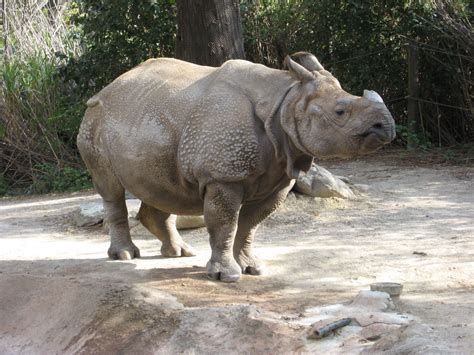 File:Indian rhinoceros (Cincinnati Zoo).jpg
