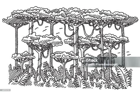 Alberi Della Foresta Pluviale Disegno - Immagini vettoriali stock e altre immagini di Foresta ...