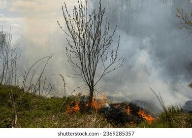 Fire Forest Smoke Fire Nature Burning Stock Photo 2369285357 | Shutterstock