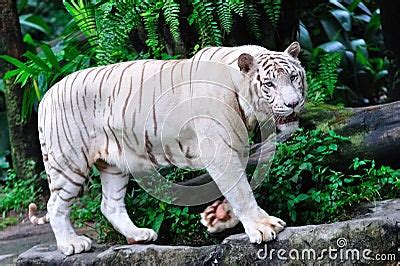 Endangered White Tiger Stock Images - Image: 15443514