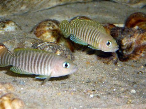 Cichlid-Forum • Neolamprologus multifasciatus