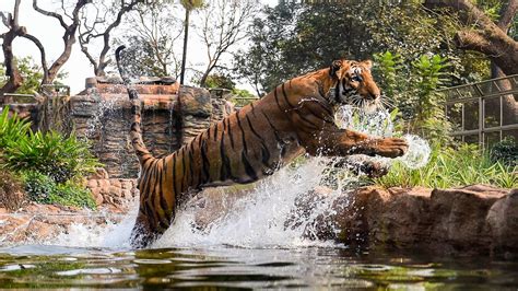 Mumbai’s Byculla zoo reopens after Covid shutdown, draws 1,400 visitors ...