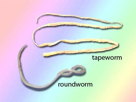 Roundworms Vs Tapeworms In Cats