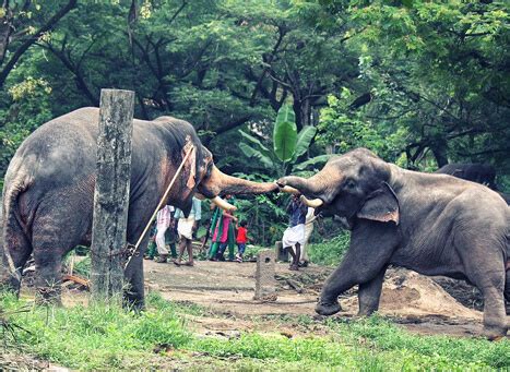 Punnathur Kotta Elephant Sanctuary, Kerala
