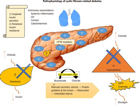 Pathophysiology Of Fibrosis