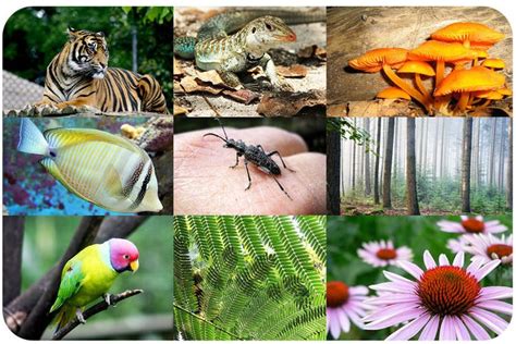 Foto : Keanekaragaman Fauna di Indonesia