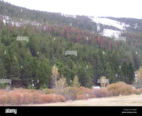 Mountain Pine Beetle Stock Photo - Alamy