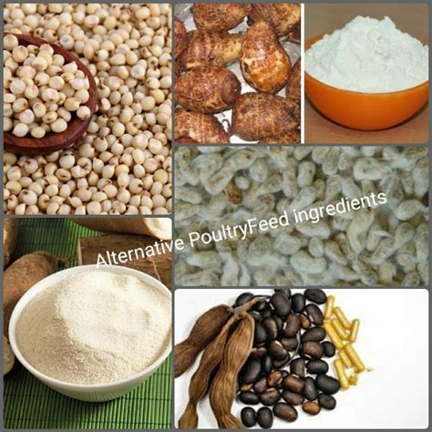 See Possible Alternative Feed Ingredients for corn and soybeans | Poultry Farm Guide