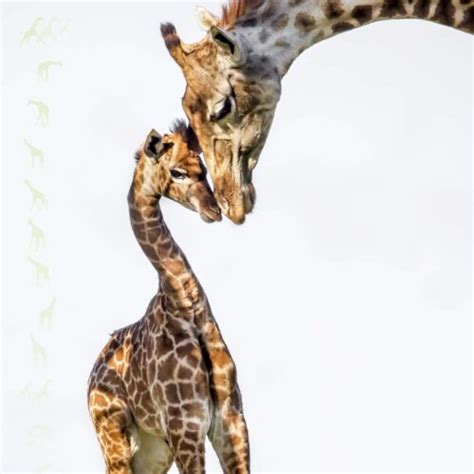 GCF Home - Giraffe Conservation Foundation