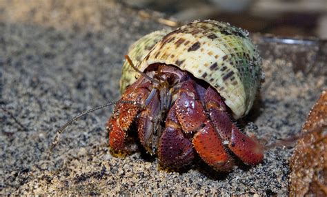 Land hermit crab | Smithsonian's National Zoo