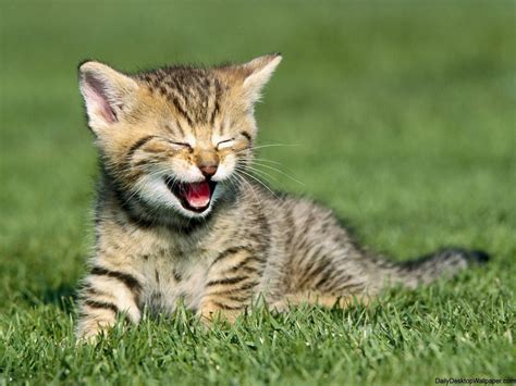 Yawning cat wallpaper - High Definition, High Resolution HD Wallpapers ...