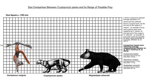 Giant Fossa - Cryptoprocta spelea - Carnivora