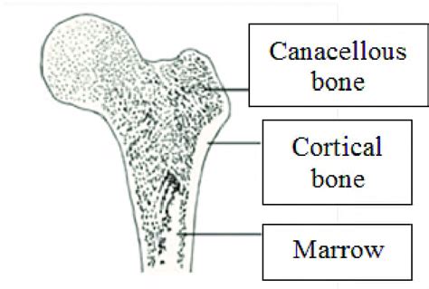 Cortical Bone