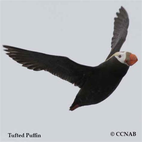 Tufted Puffin (Fratercula cirrhata) - TUPU