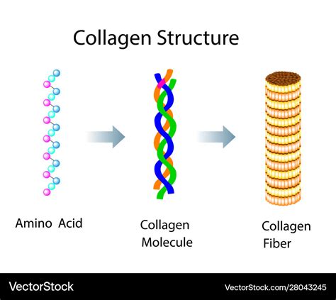 Collagen Structure