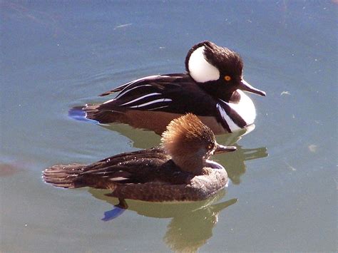 c. creativity: life in macro: The Great Hooded Merganser Duckling Rescue of 2015