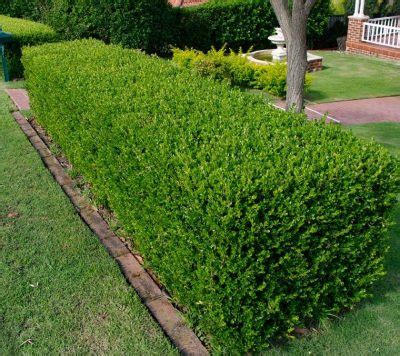 Common Types of Plants Used As Hedges - Jim's Mowing