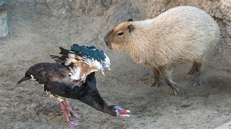 Capybara Fighting