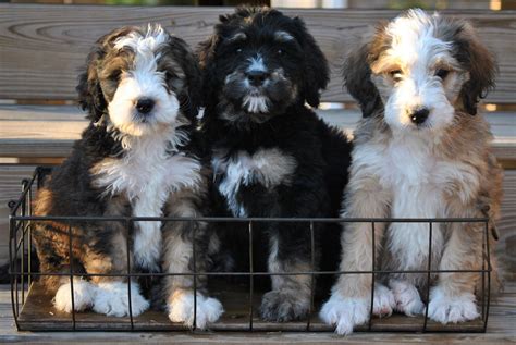 Beautiful Bernedoodle pups for adoption! #BerneDoodle #BerneseMountainDog #Bernese #Doodle # ...