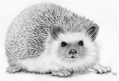 Hedgehog - Drawing Skill