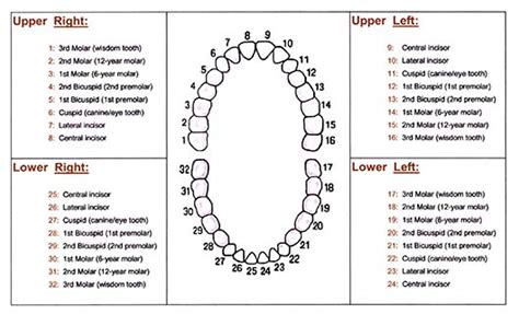 21+ Teeth Chart Pics - Teeth Walls Collection For Everyone