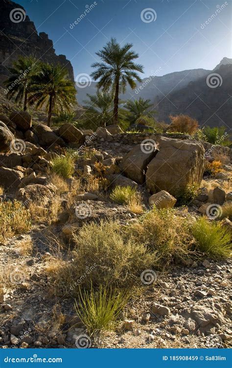 Oman Mountains Landscape & Desert Plants, Dates Palm Trees, Oman , Hajar Mountains Stock Image ...