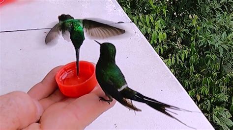 Tiny Hummingbirds Trustingly Perch On Human Hand To Sip Nectar