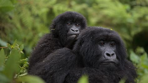 Map of Virunga National park- Nyiragongo And Nyamulagira volcanoes