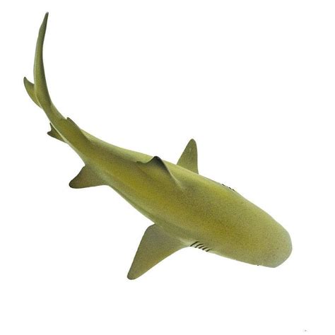 Lemon Shark Toy | Sea Life | Safari Ltd®