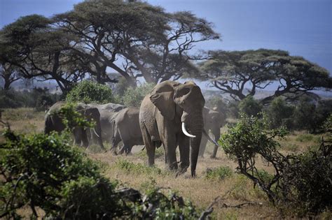 Elephants in Amboseli National Park, Kenya, East Africa by Diana ...