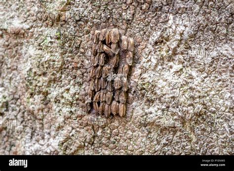 CLOSE UP VIEW OF SPOTTED LANTERNFLY EGGS (LYCORMA DELICATULA) ON TREE ...