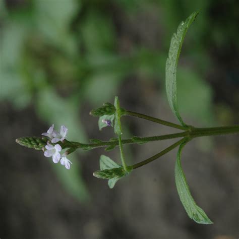 Verbena officinalis (Verbenaceae) image 191524 at PhytoImages.siu.edu