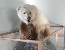 Grizzly–polar bear hybrid - Wikipedia