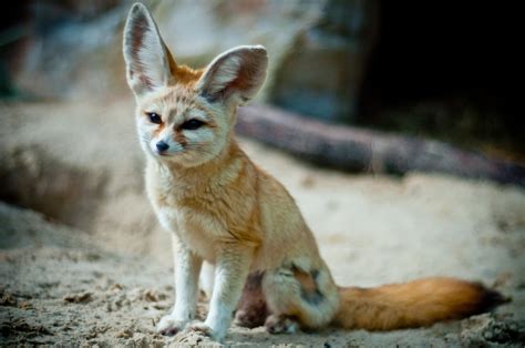 ANIMAL WORLD: Fennec Fox Info and Beautiful Photographs 2013