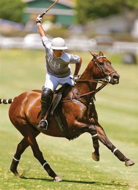 Pin on The Country Club | Polo pony, Polo horse, Horses