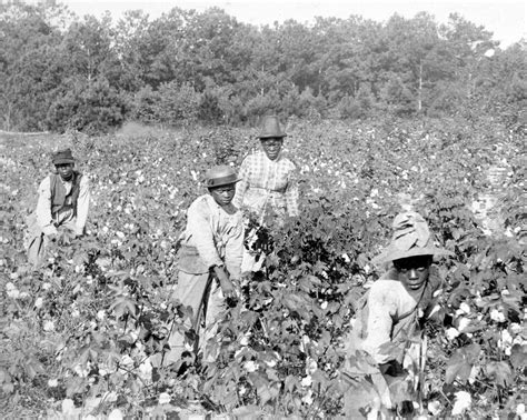 African American Vintage Photo Cotton Picking Picture | Etsy