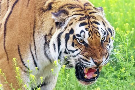 Snarling Bengal Tiger Photograph by Scott Dunham - Fine Art America