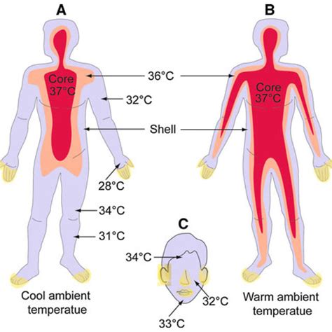 Diagrammatic illustration of body temperature in the human body. a In... | Download Scientific ...