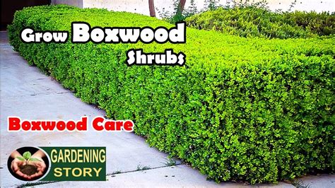 How To Grow Boxwood Shrubs | Boxwood Care - YouTube