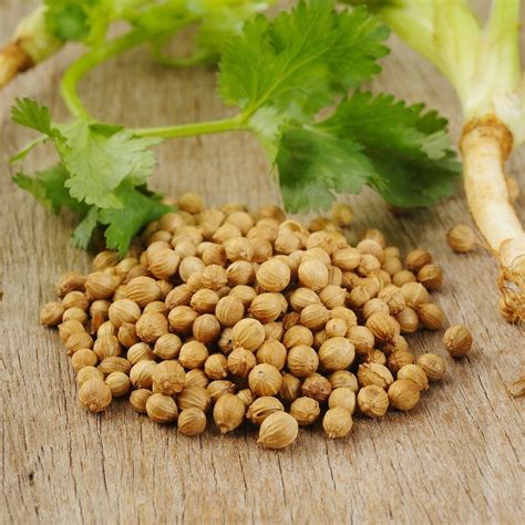 Coriander - Coriander Powder & Oil - Cilantro - Uses and Health Benefits