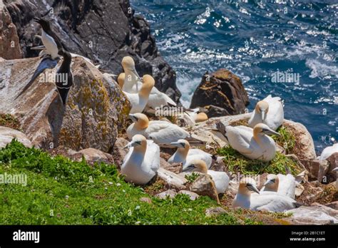 Gannet bird colony (Morus bassanus) nesting on rocks at ocean edge ...