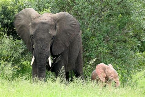 Look: Guide spots rare pink pachyderm in South Africa - UPI.com