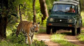 Jim Corbett Jungle Safari, Jim Corbett National Park | Online Booking