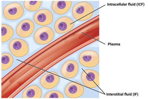 Interstitial Fluid vs. Extracellular Fluid: Overview (2024)