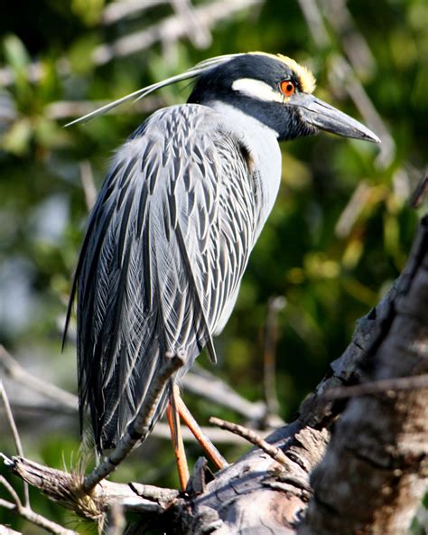 Yellow-crowned night heron; breeding plumage. (Charlie Banks) #photography #florida #sanibel # ...